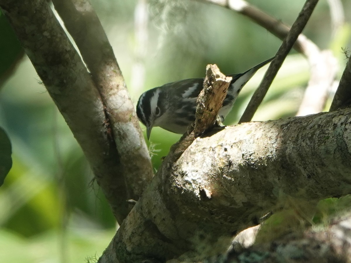 Black-and-white Warbler - ML614764040