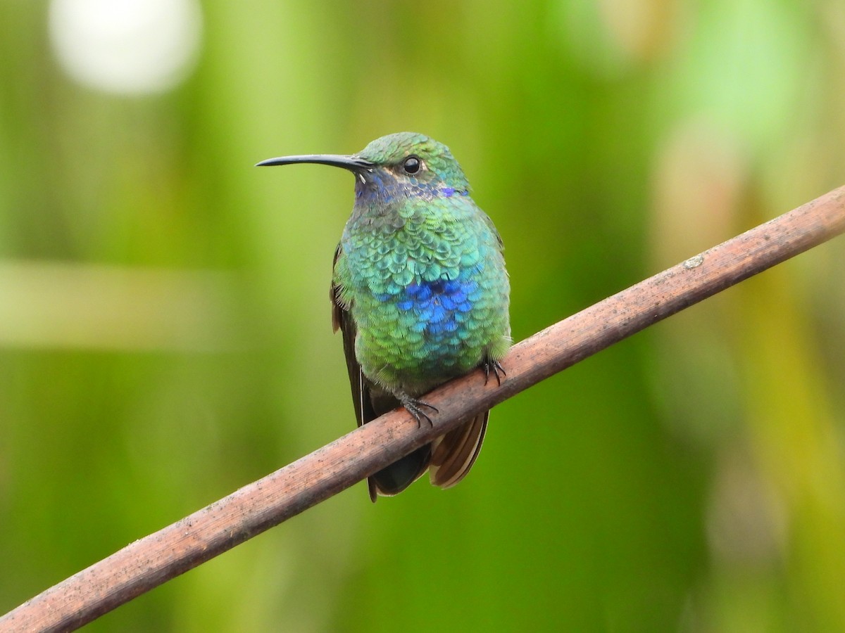 kolibřík modrolící - ML614764158