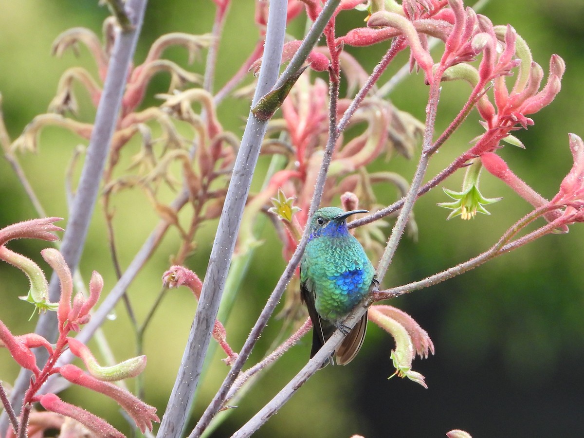 Colibrí Rutilante - ML614764159