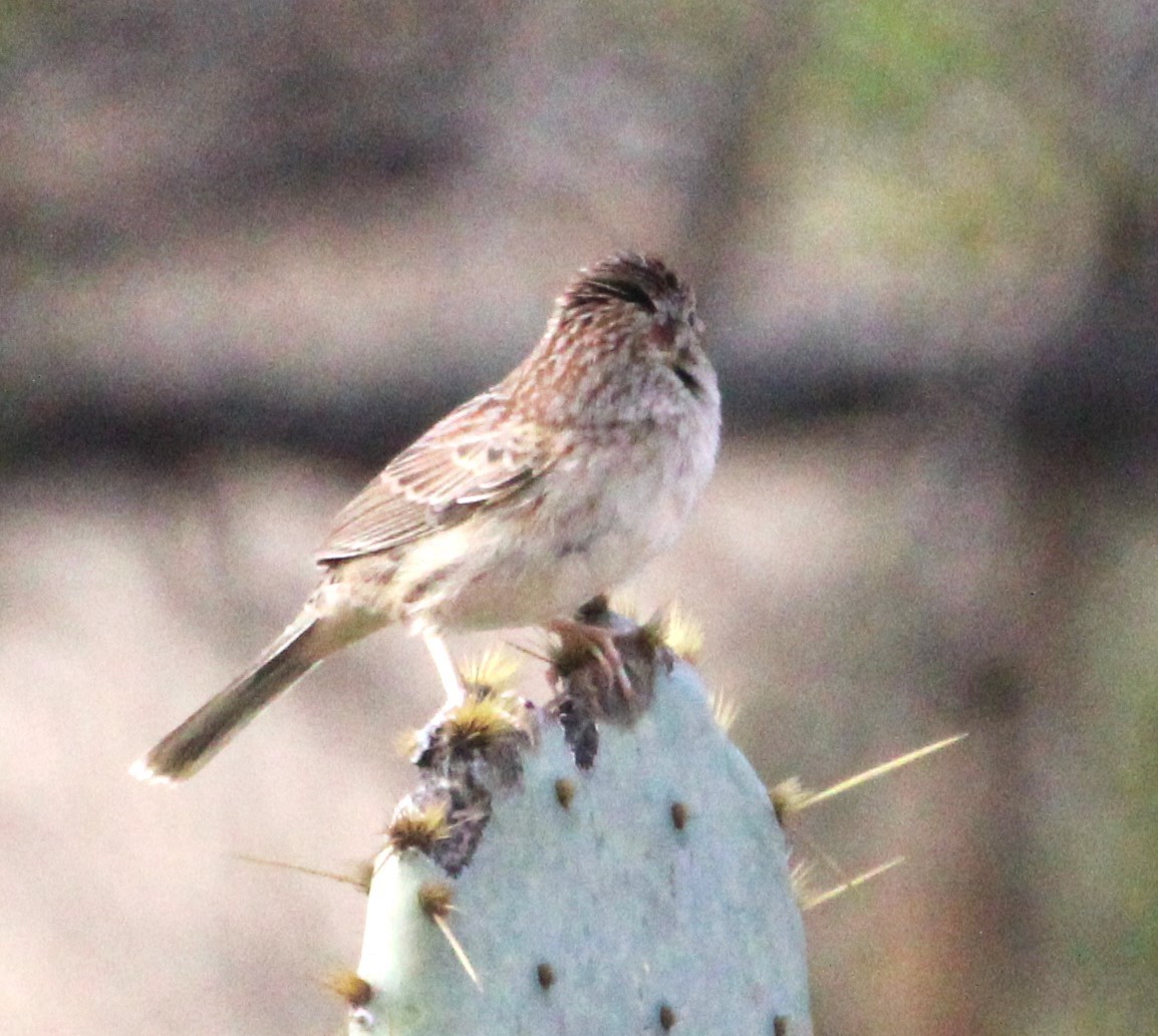 Cassin's Sparrow - ML614764224