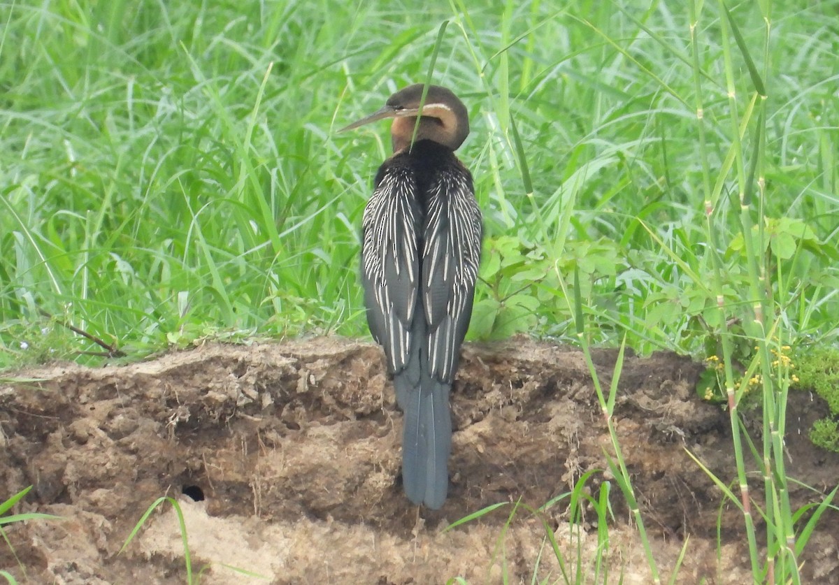 African Darter - ML614764244