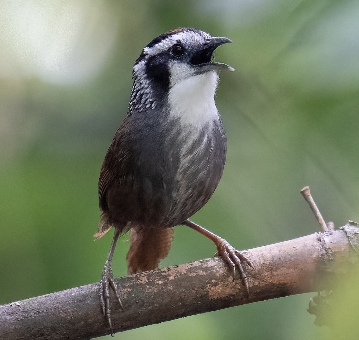 Snowy-throated Babbler - ML614764245