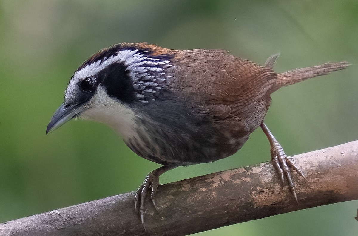 Snowy-throated Babbler - ML614764247