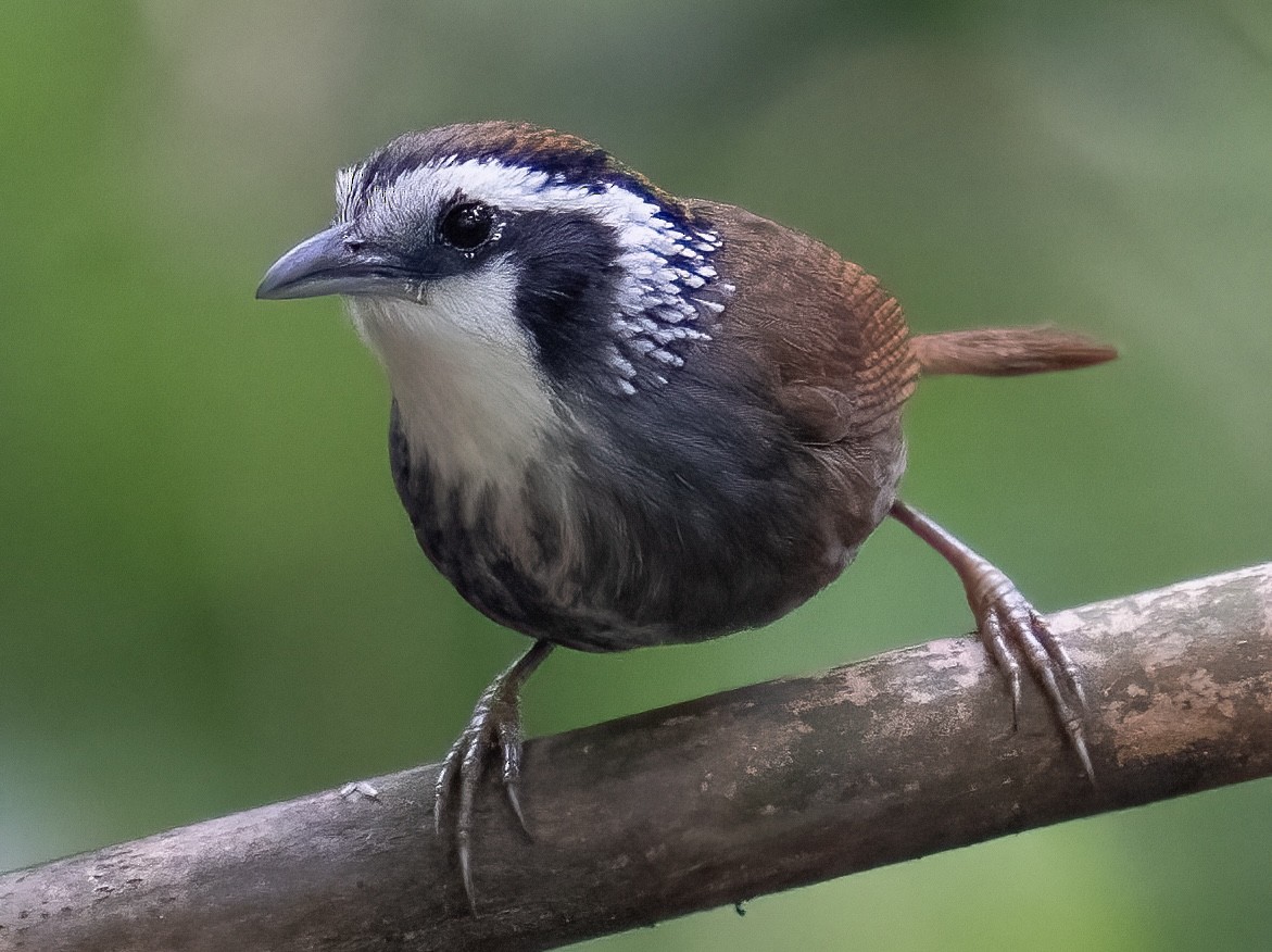 Snowy-throated Babbler - ML614764248