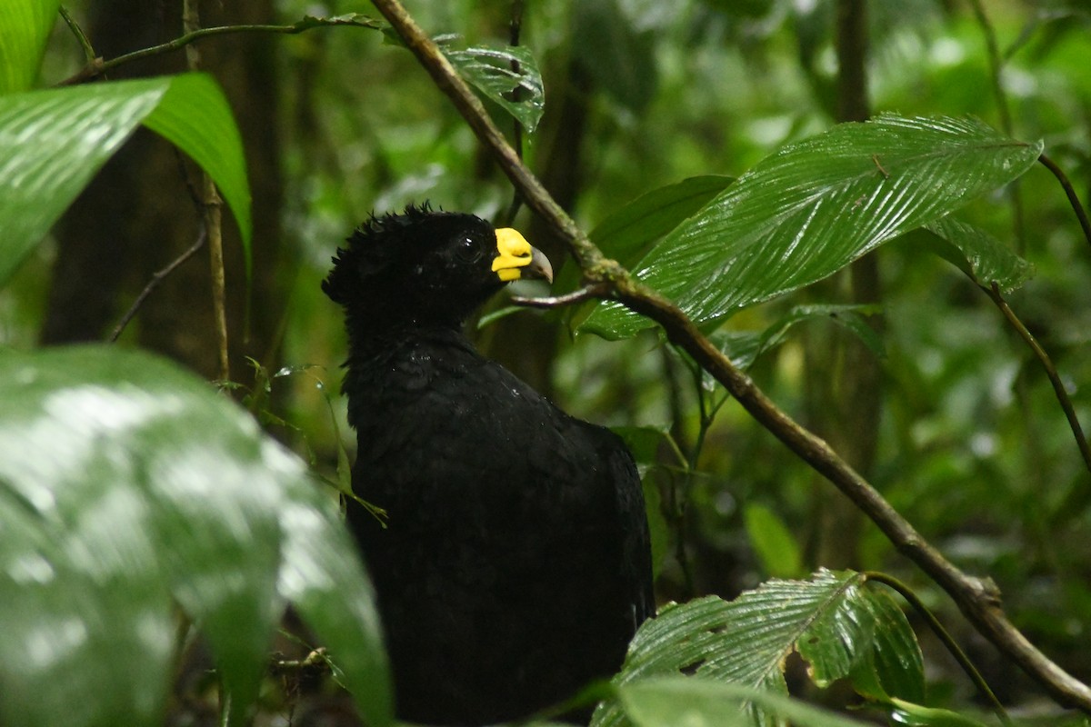 Great Curassow - Matt Kitchen