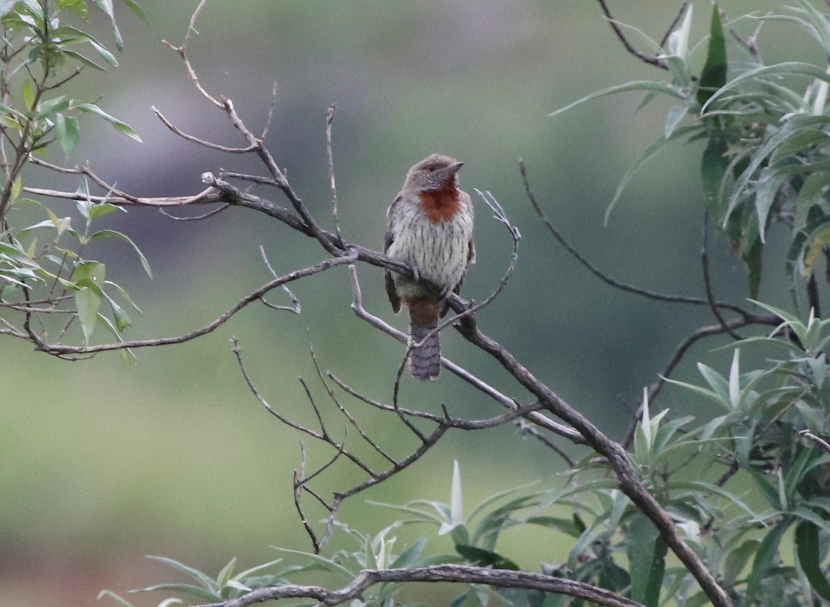 Rufous-necked Wryneck - ML614764339