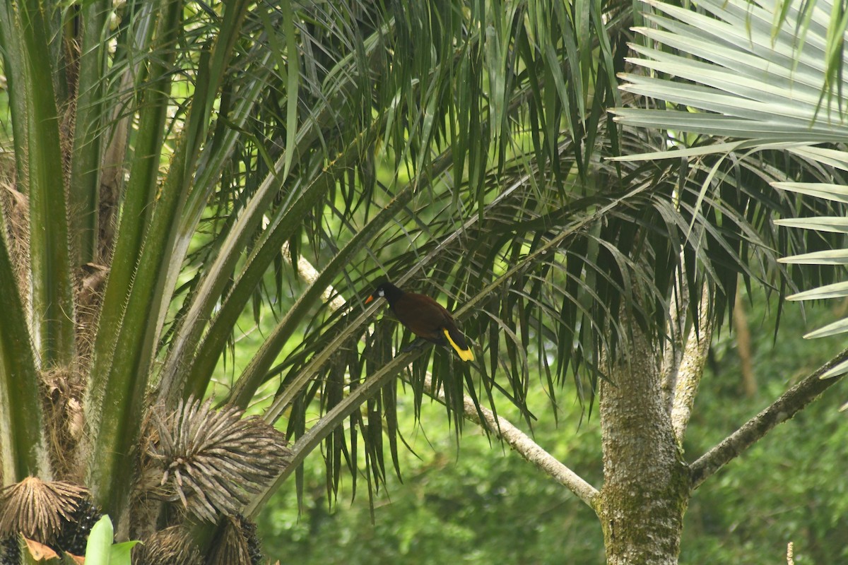 Montezuma Oropendola - ML614764432