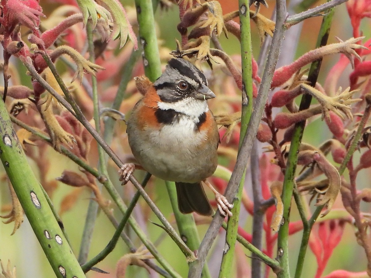 Rufous-collared Sparrow - ML614764481