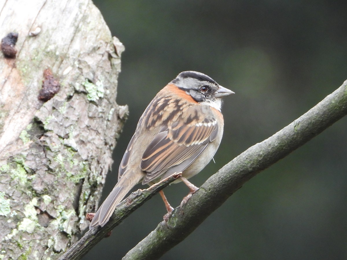 Rufous-collared Sparrow - ML614764482