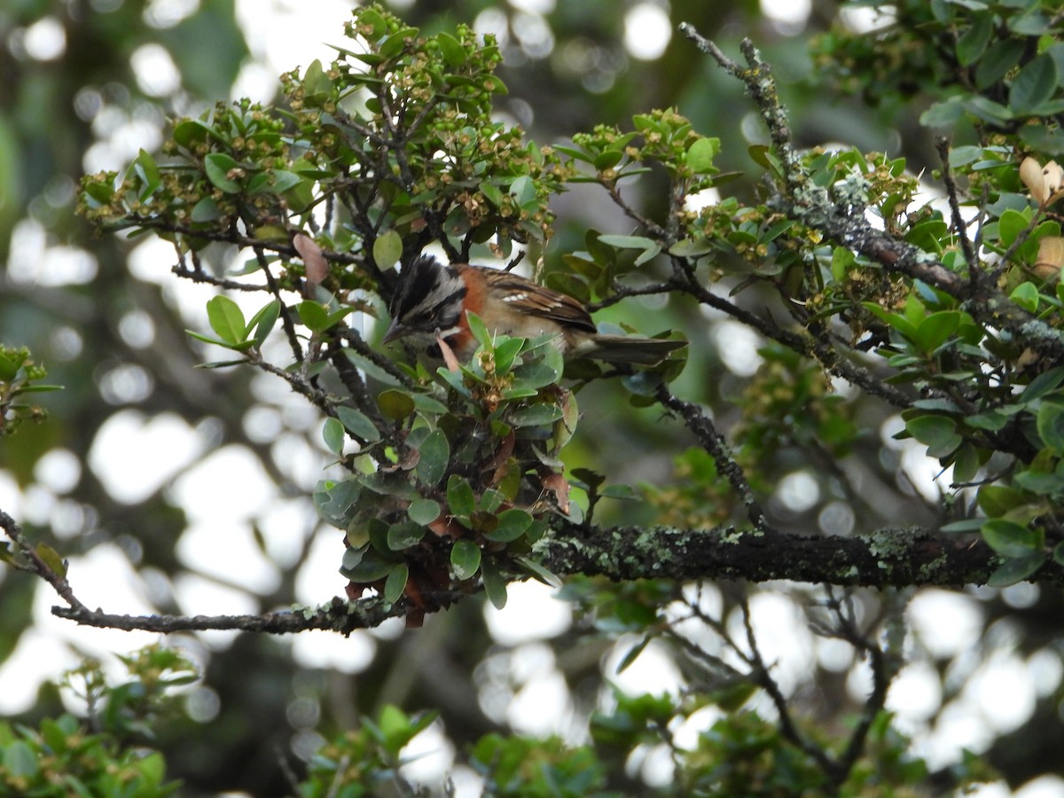 Rufous-collared Sparrow - ML614764483