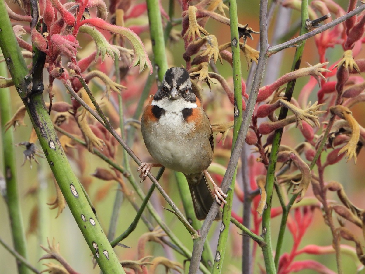 Rufous-collared Sparrow - ML614764484