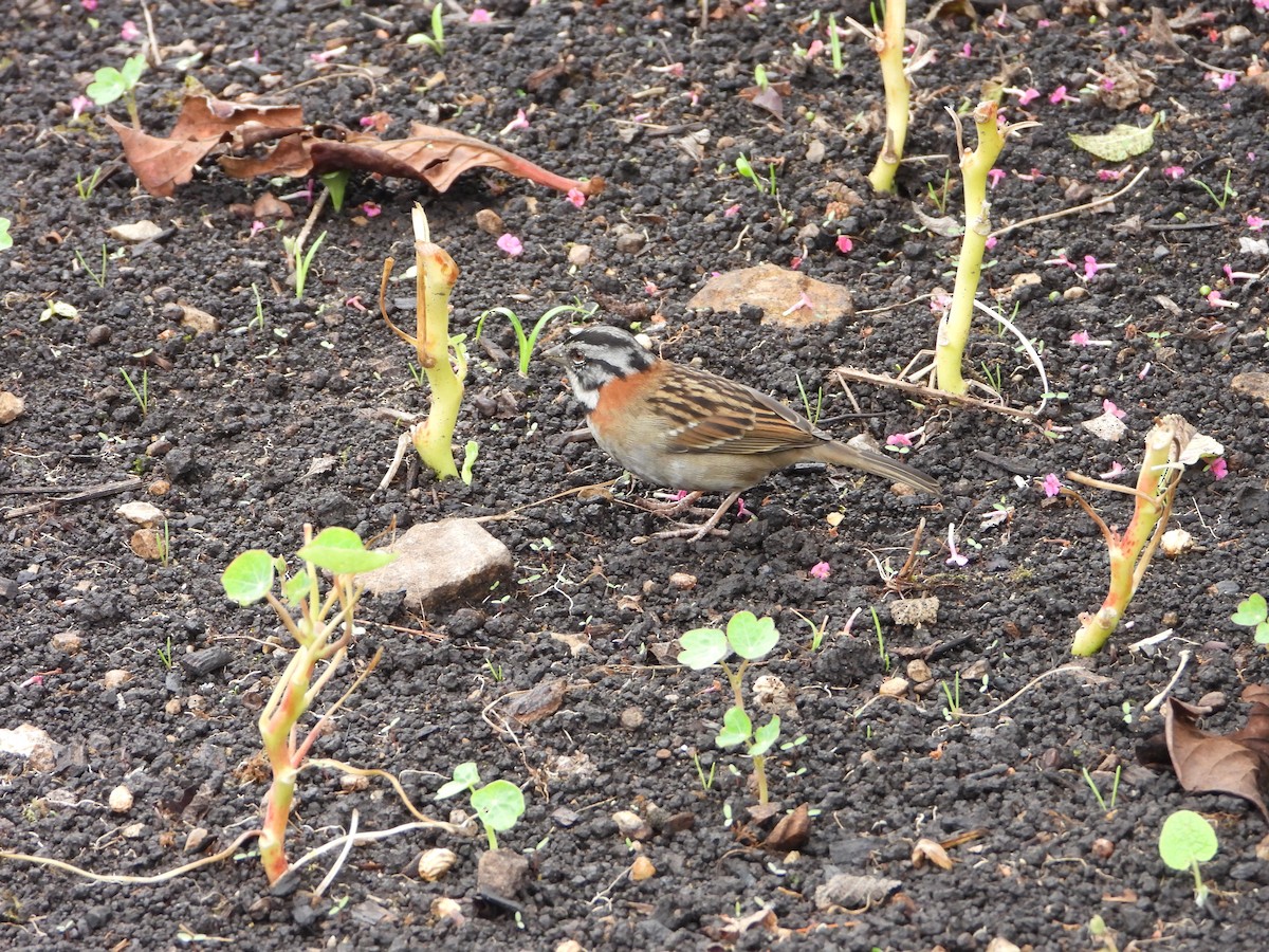 Rufous-collared Sparrow - ML614764486