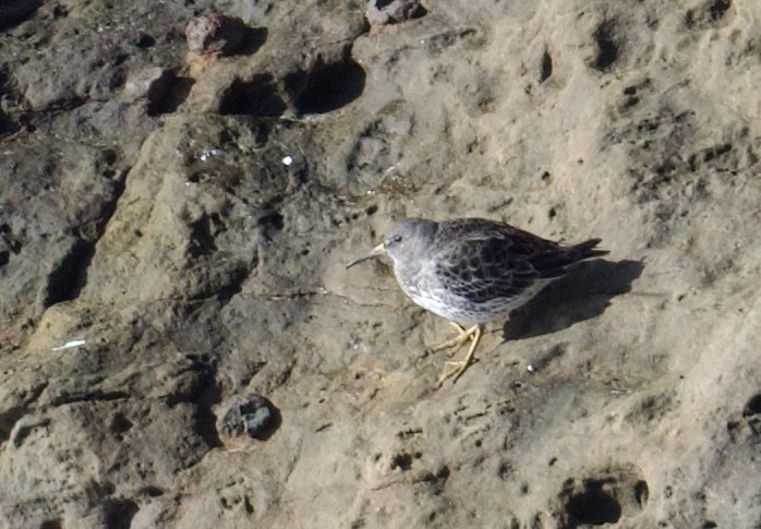 Rock Sandpiper - ML614764501