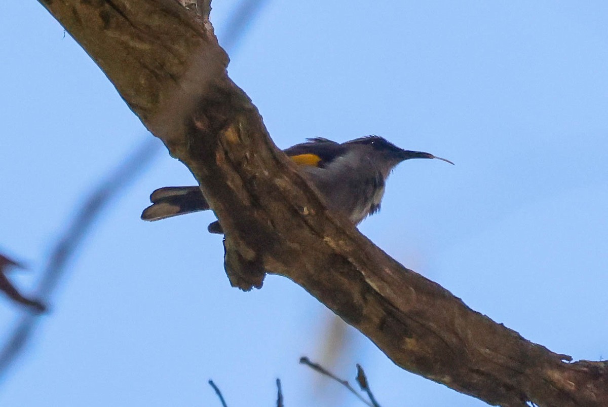 Златокрылый медолюб - ML614764516