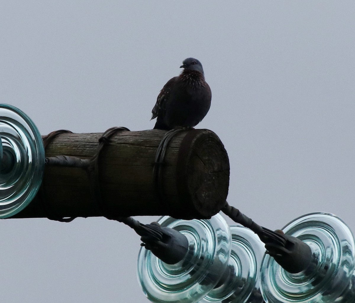 Speckled Pigeon - ML614764534