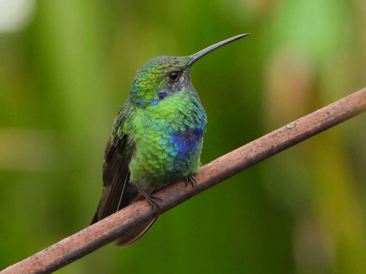 Colibrí Rutilante - ML614764589