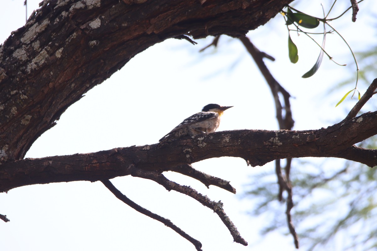 White-fronted Woodpecker - ML614764596
