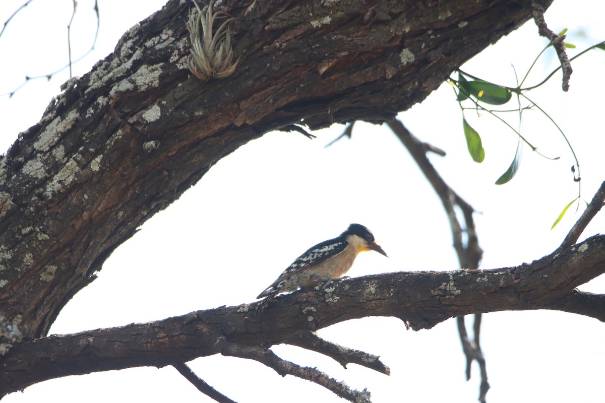 White-fronted Woodpecker - ML614764613