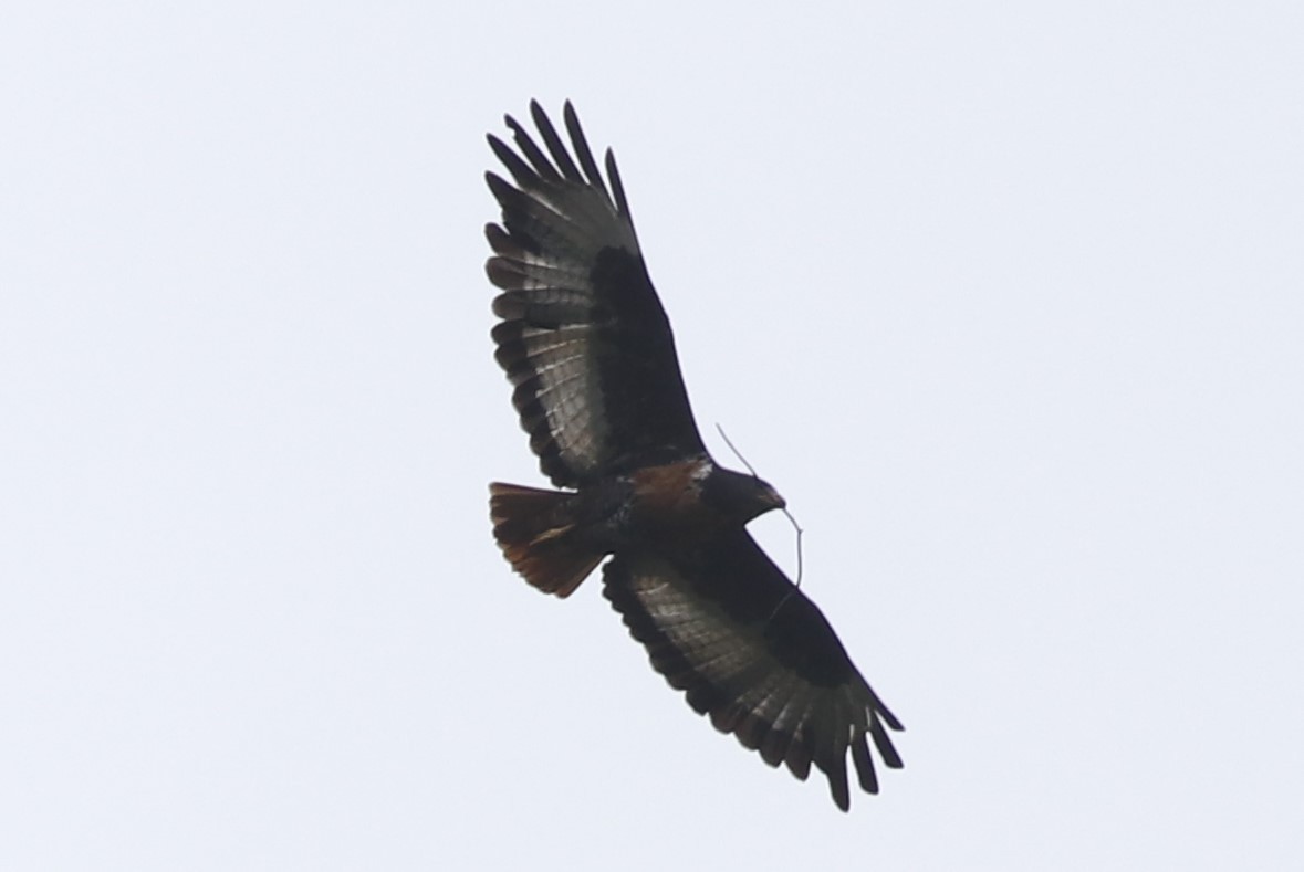 Forest Buzzard - ML614764631