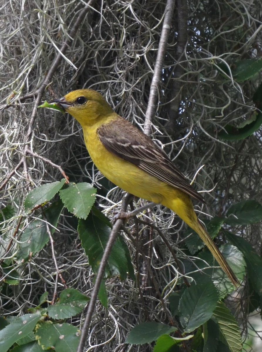 Orchard Oriole - ML614764684