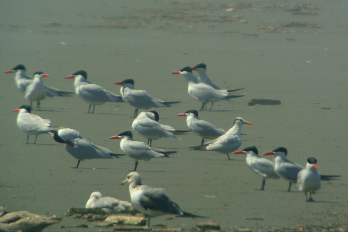 Royal Tern - ML61476471