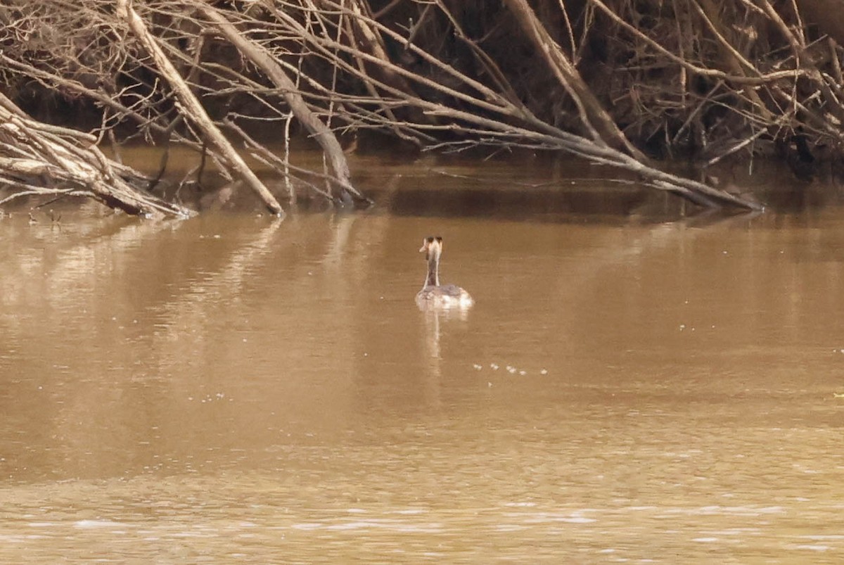 Great Crested Grebe - Barry Langdon-Lassagne