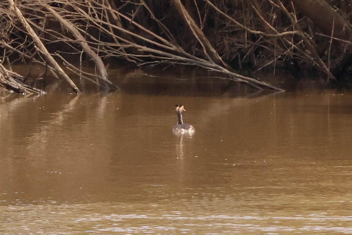 Great Crested Grebe - Barry Langdon-Lassagne