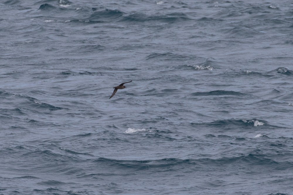 Sooty Shearwater - ML614764835