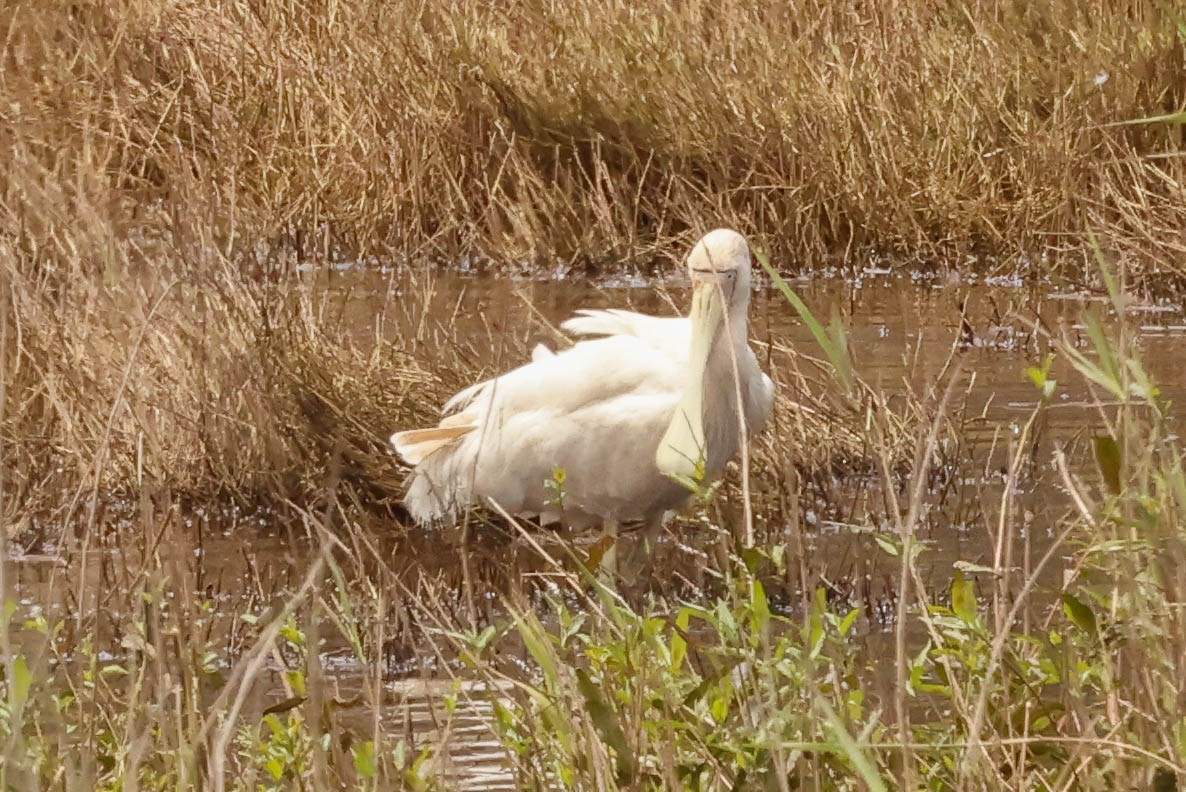 Yellow-billed Spoonbill - Barry Langdon-Lassagne