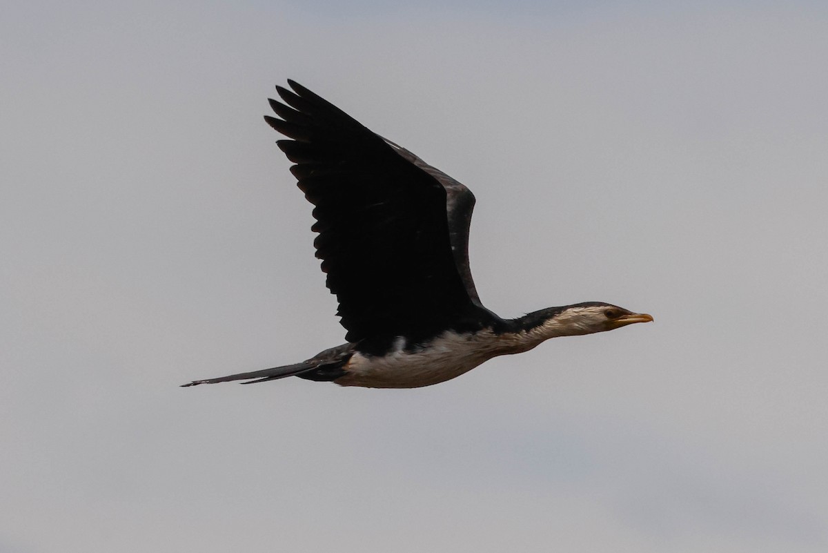 Little Pied Cormorant - Barry Langdon-Lassagne