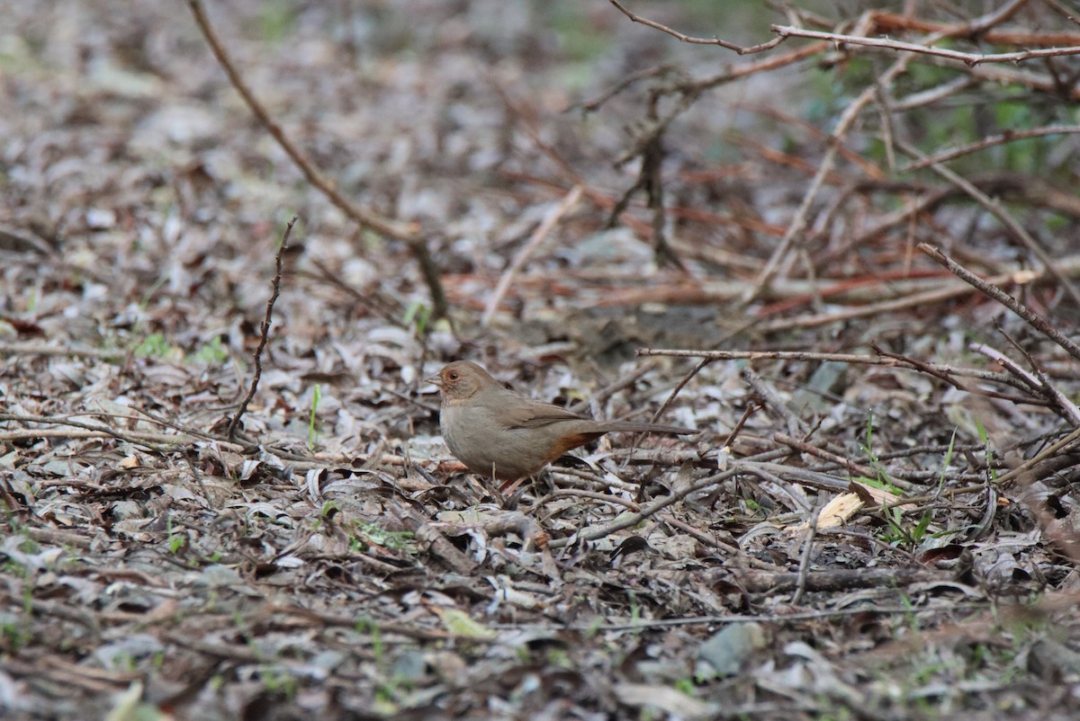 California Towhee - ML614764909