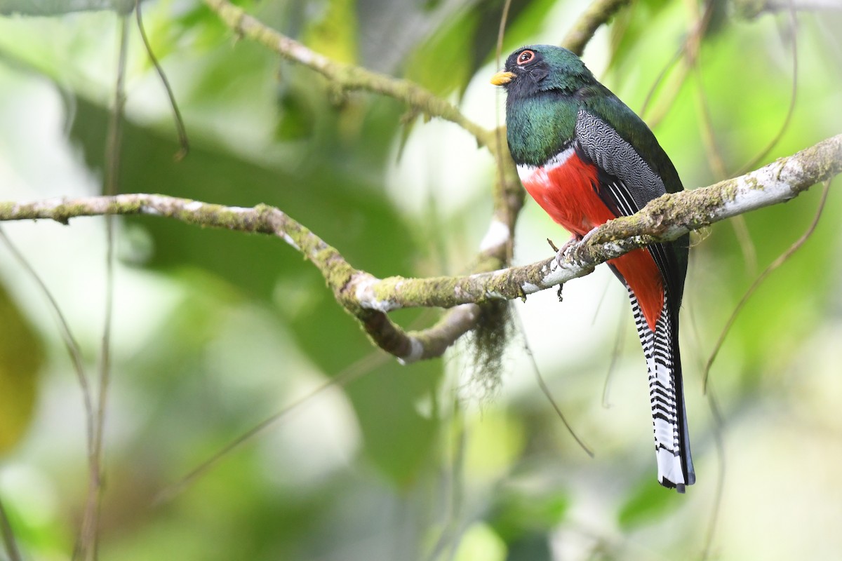 båndtrogon - ML614764919