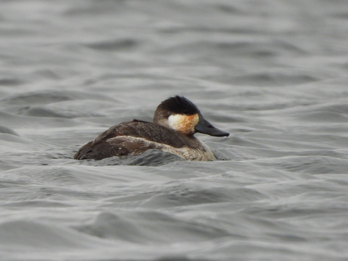 Ruddy Duck - ML614764978