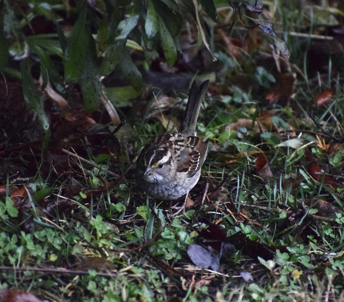 White-throated Sparrow - ML614764996