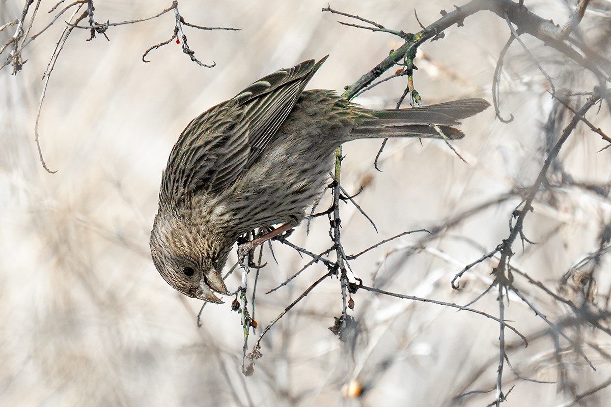 Red-mantled Rosefinch - ML614765008