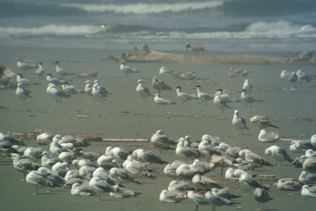 Royal Tern - ML61476501