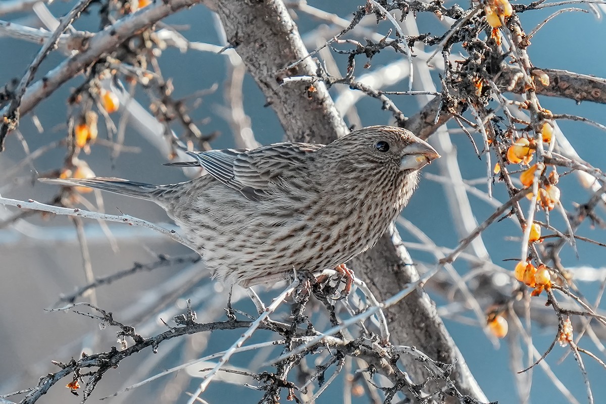 Red-mantled Rosefinch - ML614765030