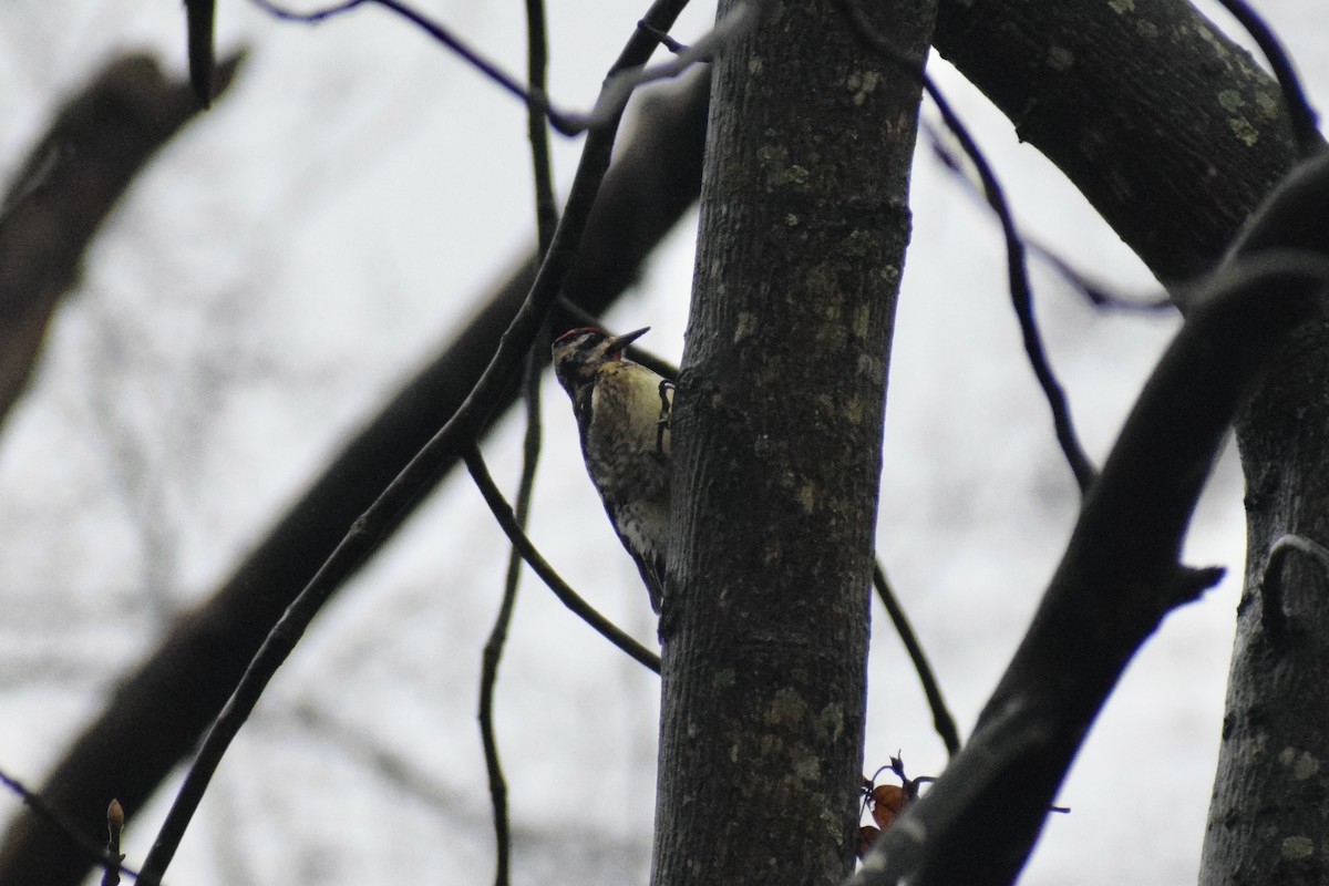 Yellow-bellied Sapsucker - ML614765059