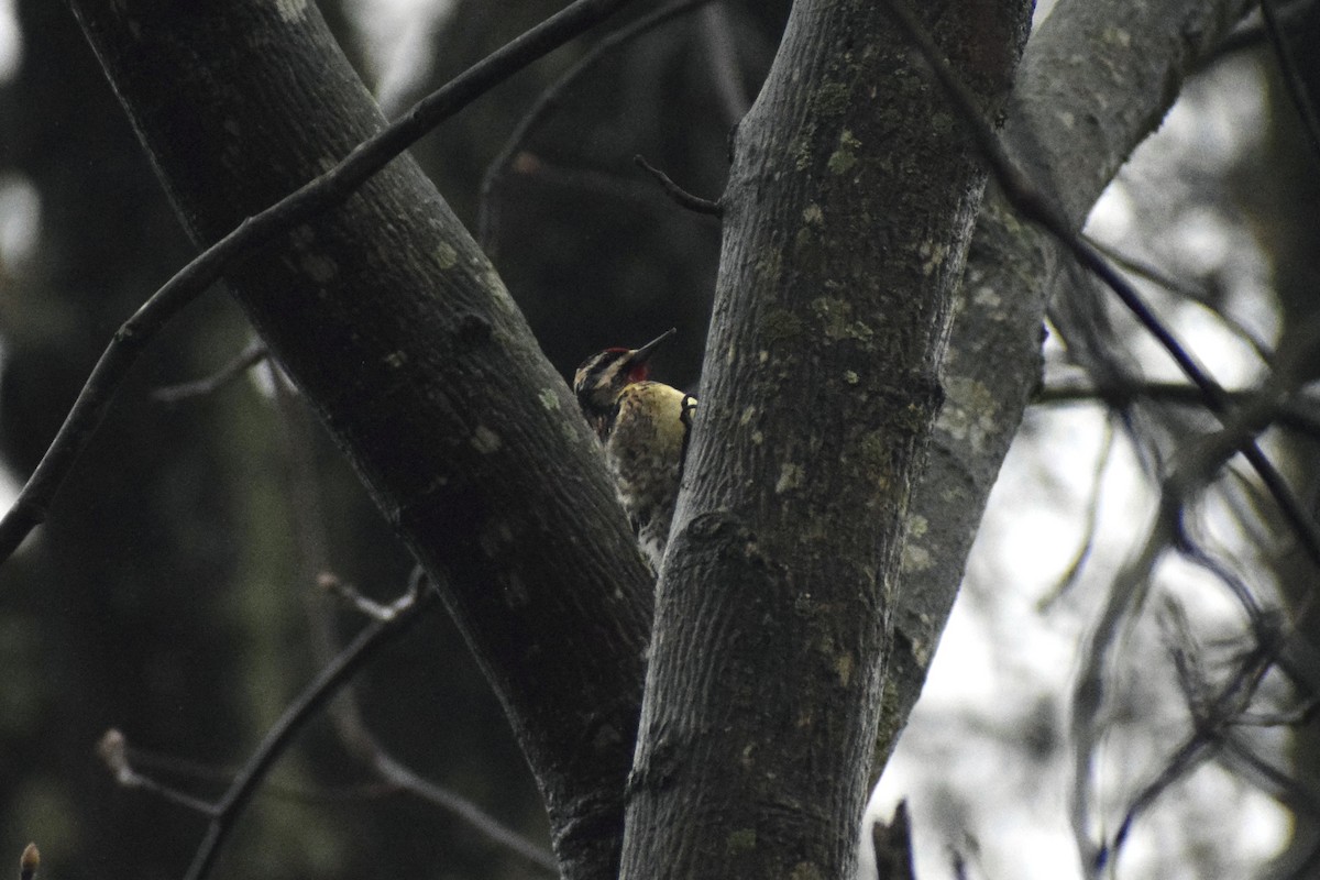 Yellow-bellied Sapsucker - ML614765061