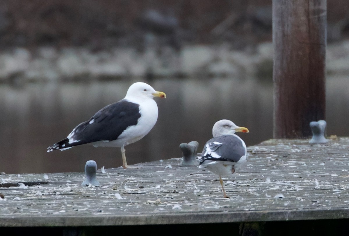 Lesser Black-backed Gull - ML614765075