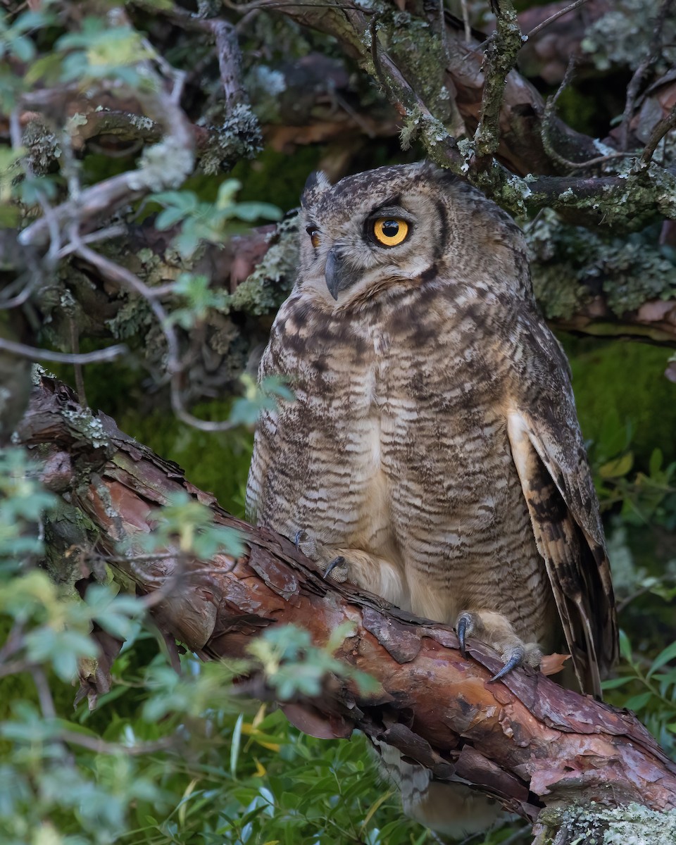 Lesser Horned Owl - ML614765132