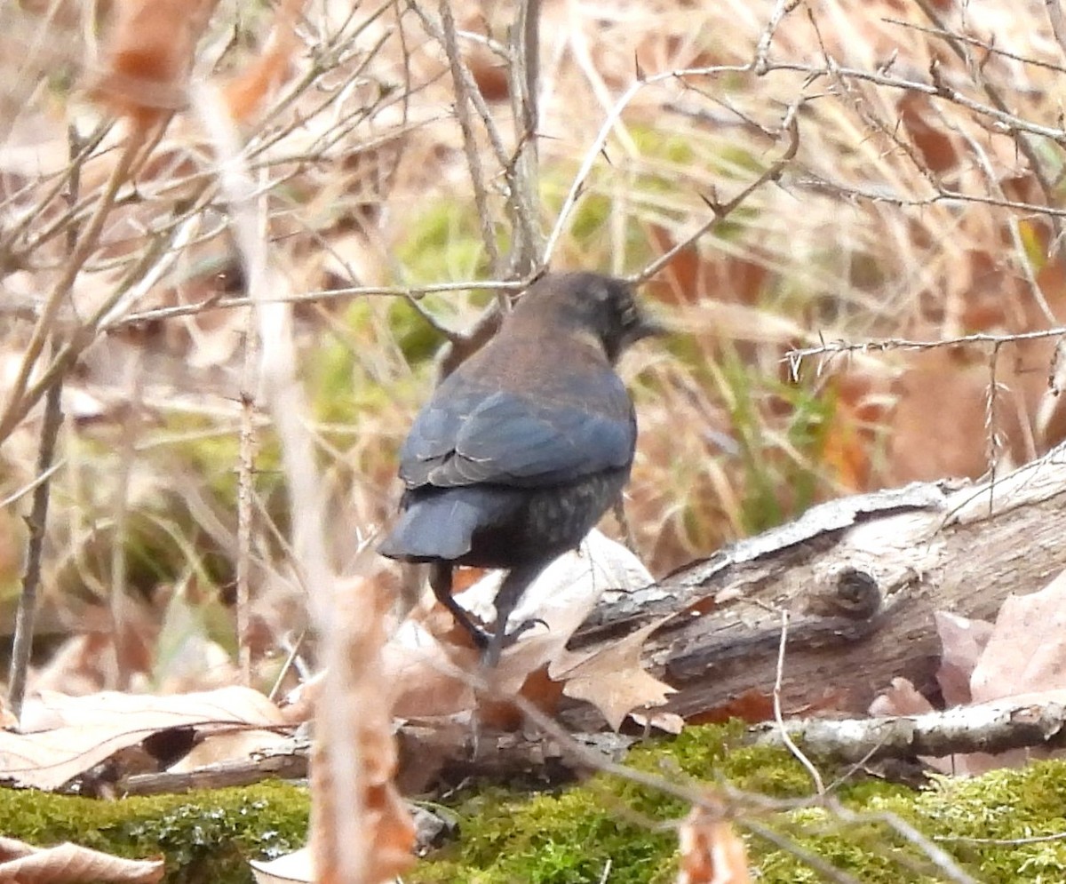 Rusty Blackbird - ML614765206