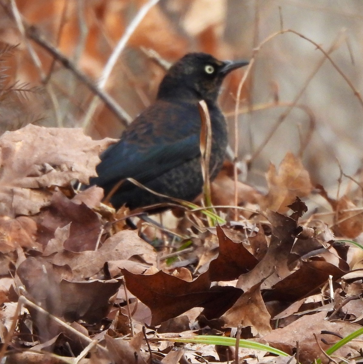 Rusty Blackbird - ML614765207