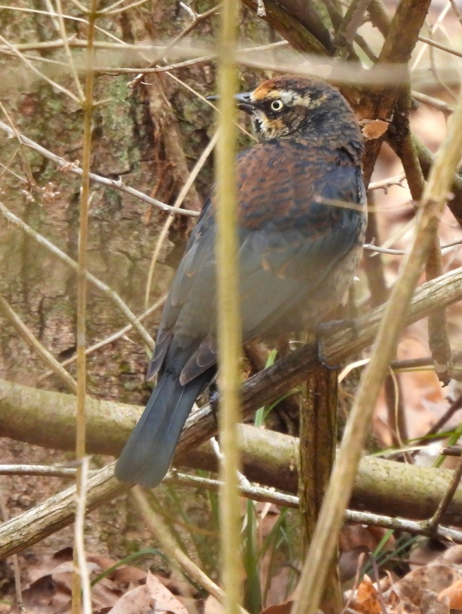 Rusty Blackbird - ML614765209