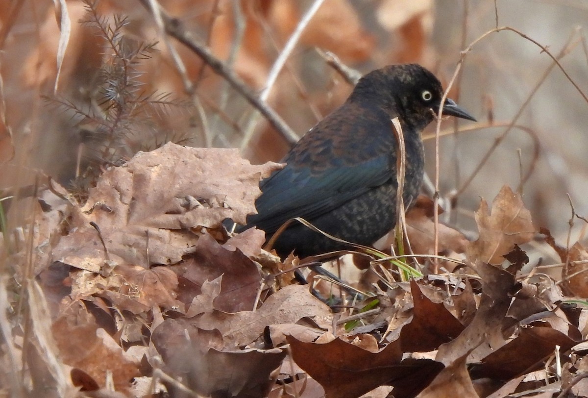 Rusty Blackbird - ML614765211