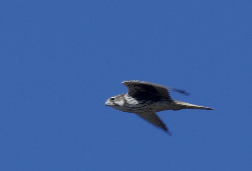 Prairie Falcon - ML614765235