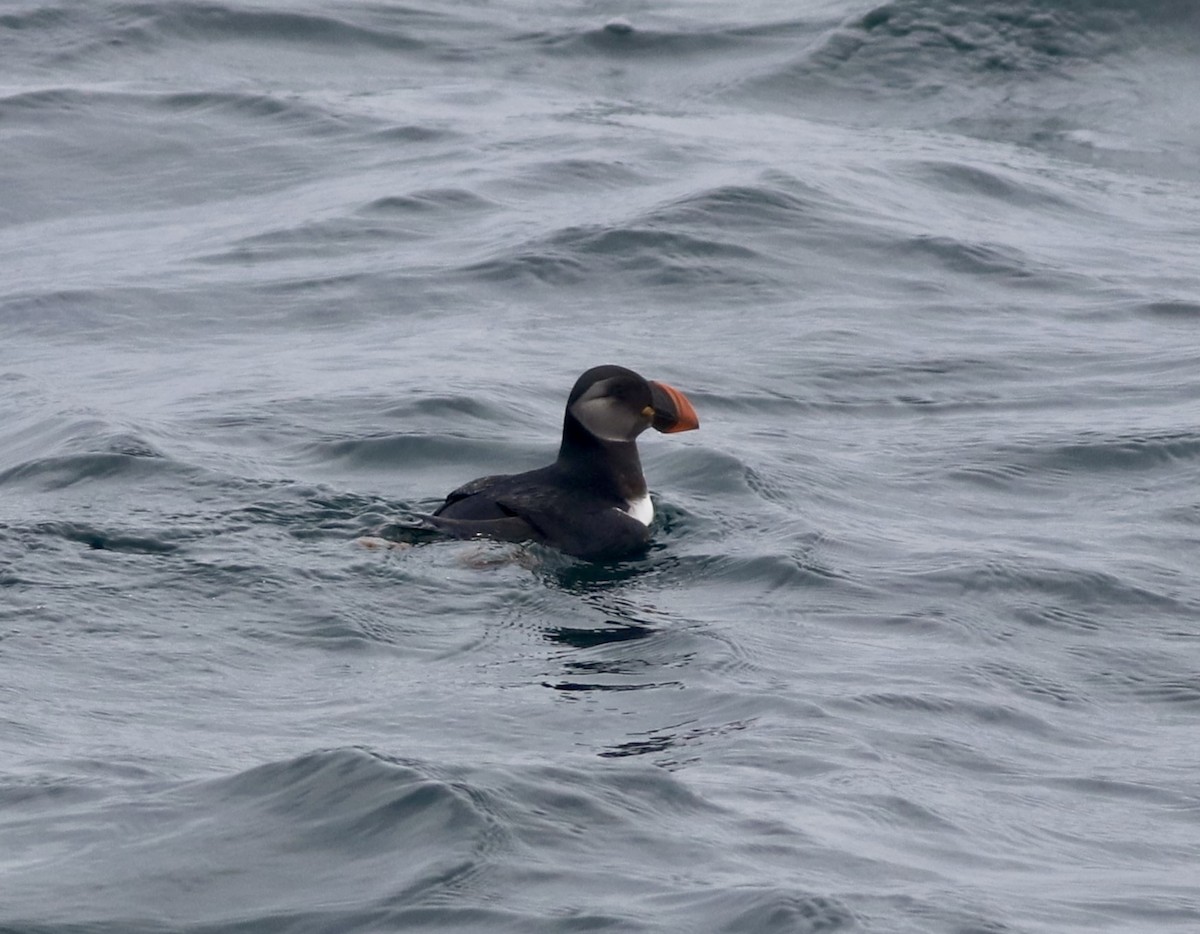 Atlantic Puffin - ML614765266