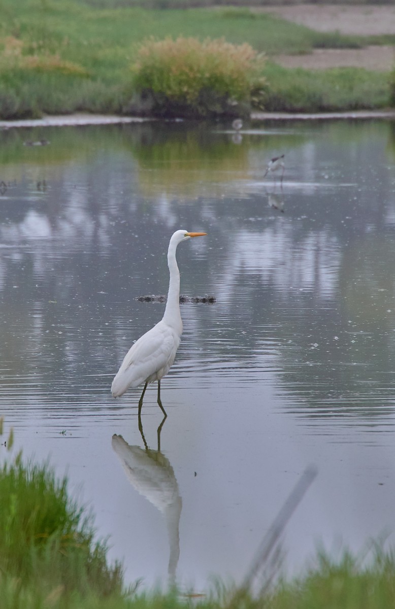 Great Egret - Angélica  Abarca