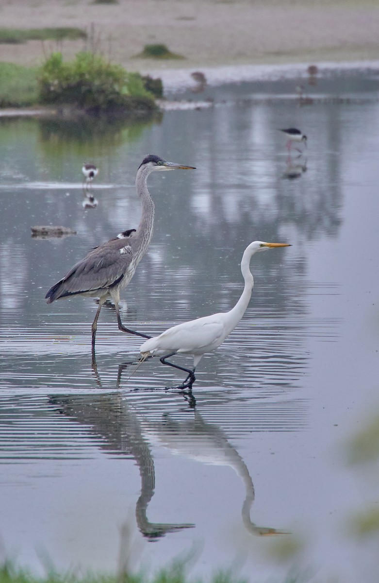 Great Egret - Angélica  Abarca