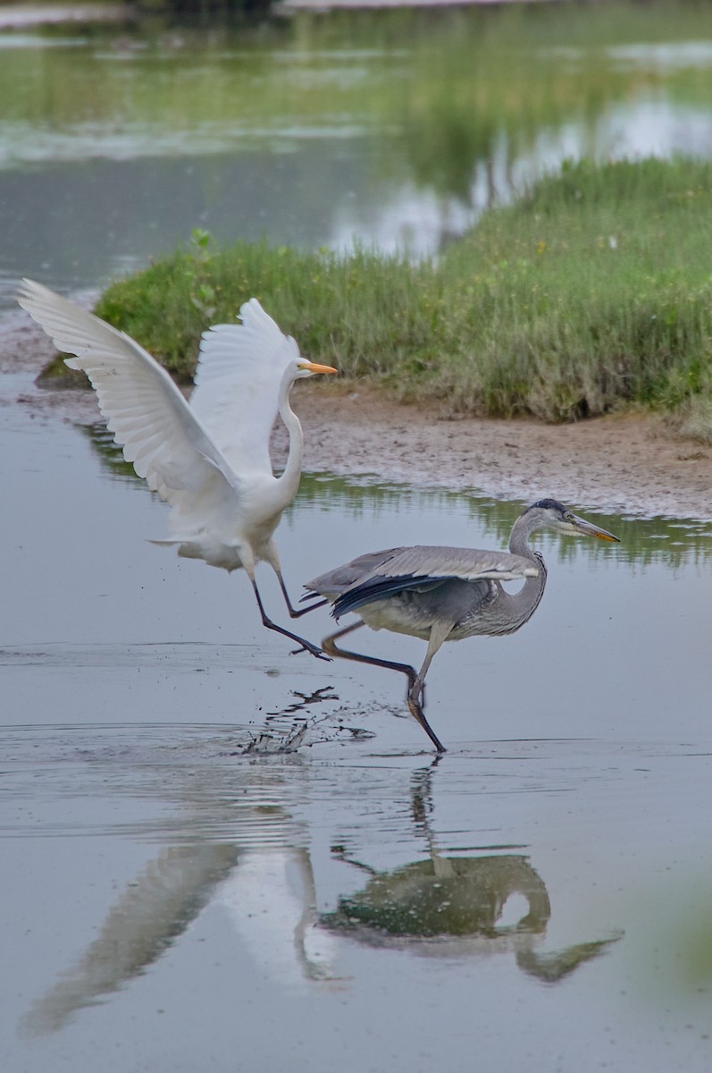 Great Egret - Angélica  Abarca